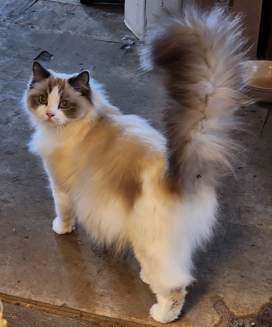 Mvragdolls RoccoLuna Oakley (Oakley )