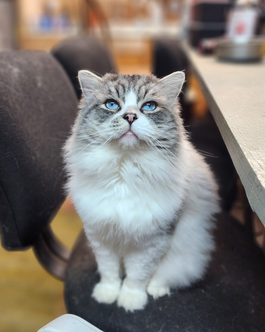 Ragdolljoy SamJoJosJack   (Jack)