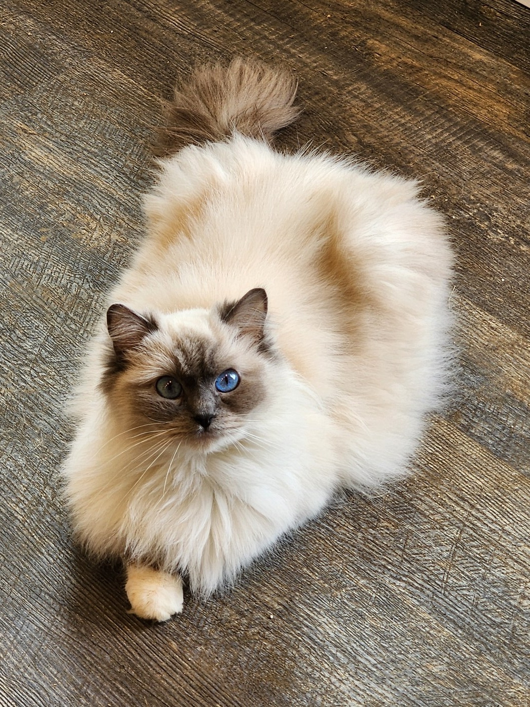Mvragdolls RoccoLuna IVY (Ivy)