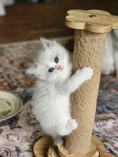 Cozycat Ragdolls Thalia (Thalia (Yellow Collar))