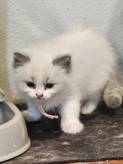 Cozycat Ragdolls Clio (Clio ( Pink Color))