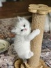 Cozycat Ragdolls Thalia (Thalia (Yellow Collar))