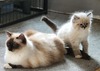Cozycat Ragdolls Rozalyn (Roz)