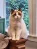Mvragdolls RoccoLuna Oakley (Oakley )